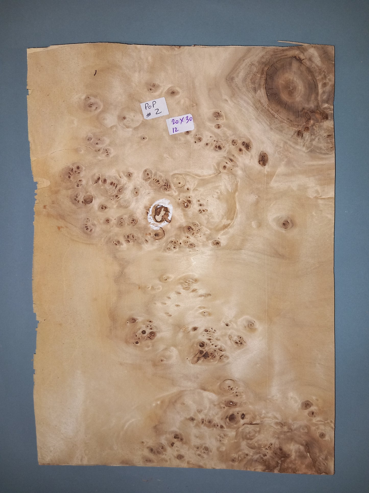 CONSECUTIVE SHEETS OF POPLAR BURR VENEER 20 X 30 CM