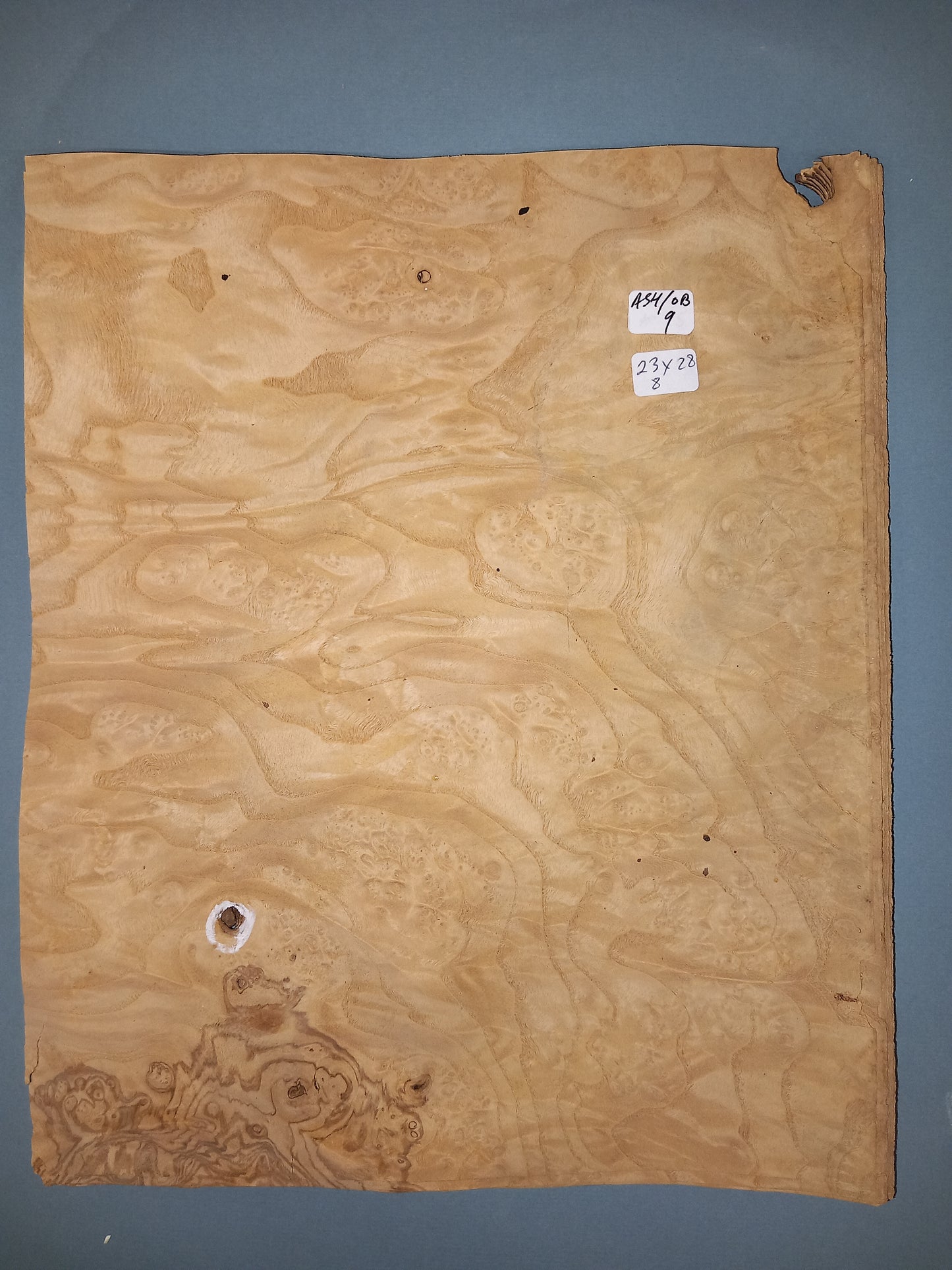 CONSECUTIVE SHEETS OF OLIVE ASH BURR VENEER 23 X 28 CM