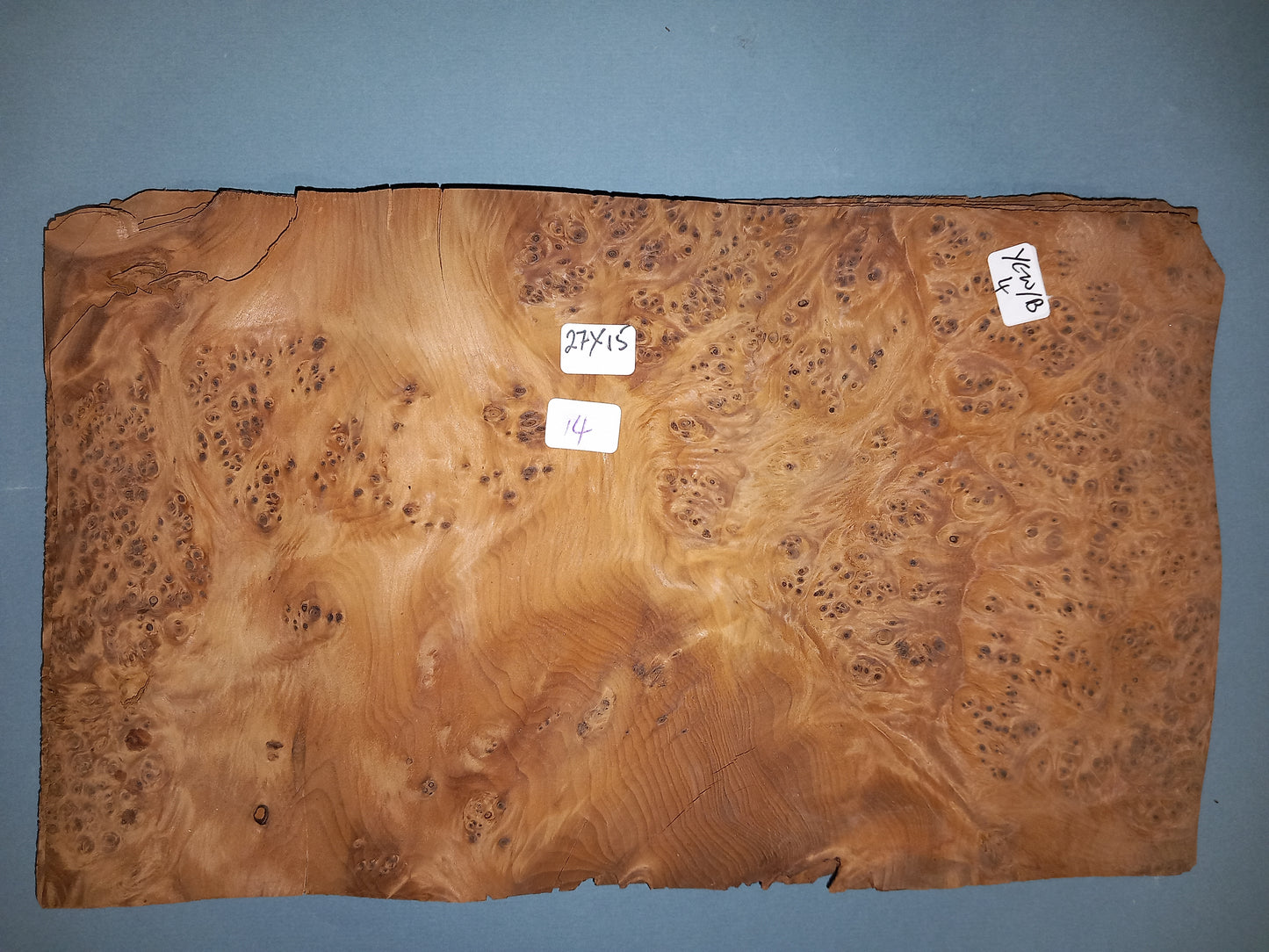 YEW BURR - 1 CONSECUTIVE SHEET 15x27cm