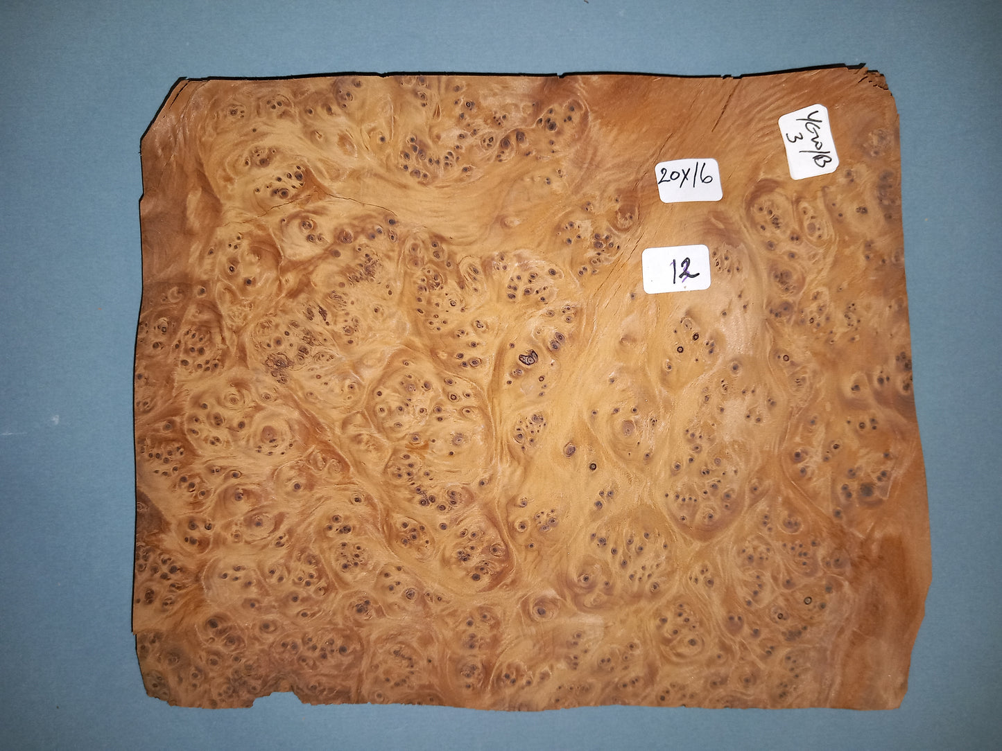 YEW BURR - 1 CONSECUTIVE SHEET 16x20cm