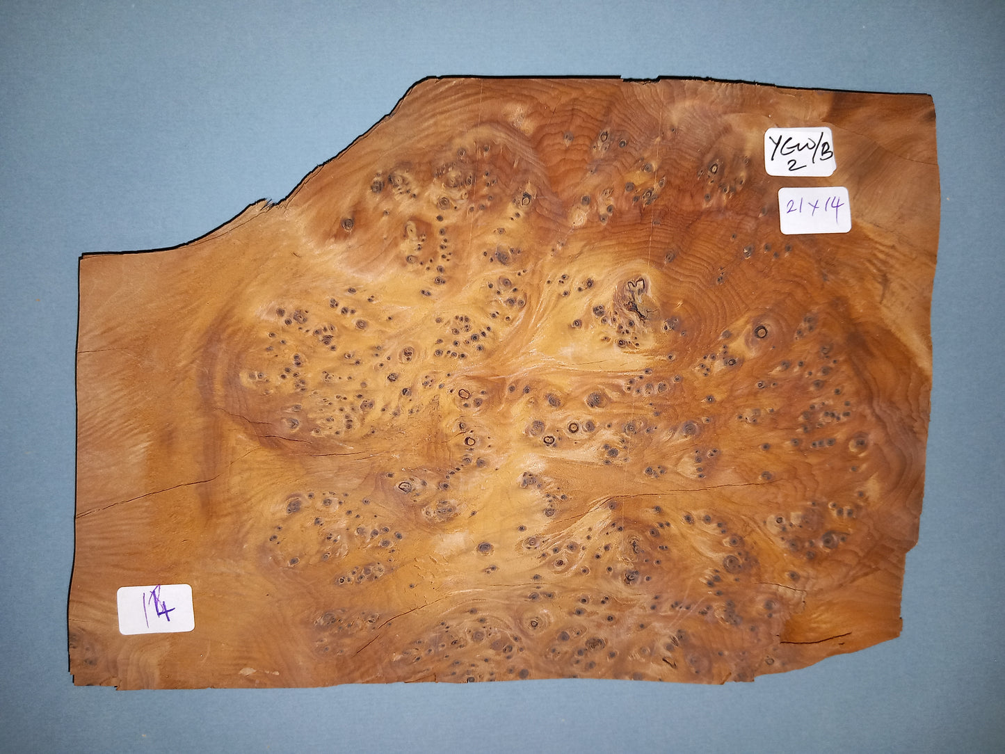 YEW BURR - 1 CONSECUTIVE SHEET 14x21cm