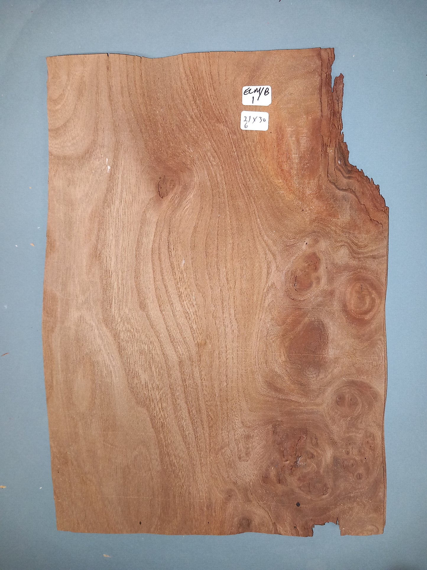 ELM BURR - 1 CONSECUTIVE SHEET 21x30cm