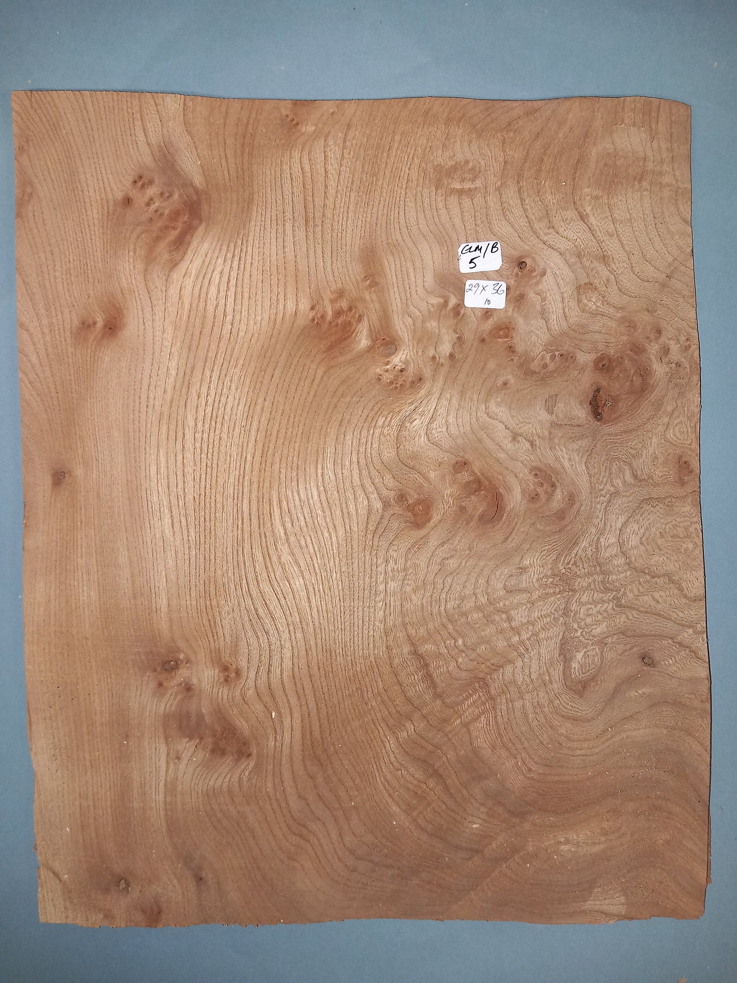 ELM BURR - 1 CONSECUTIVE SHEET 29x36cm