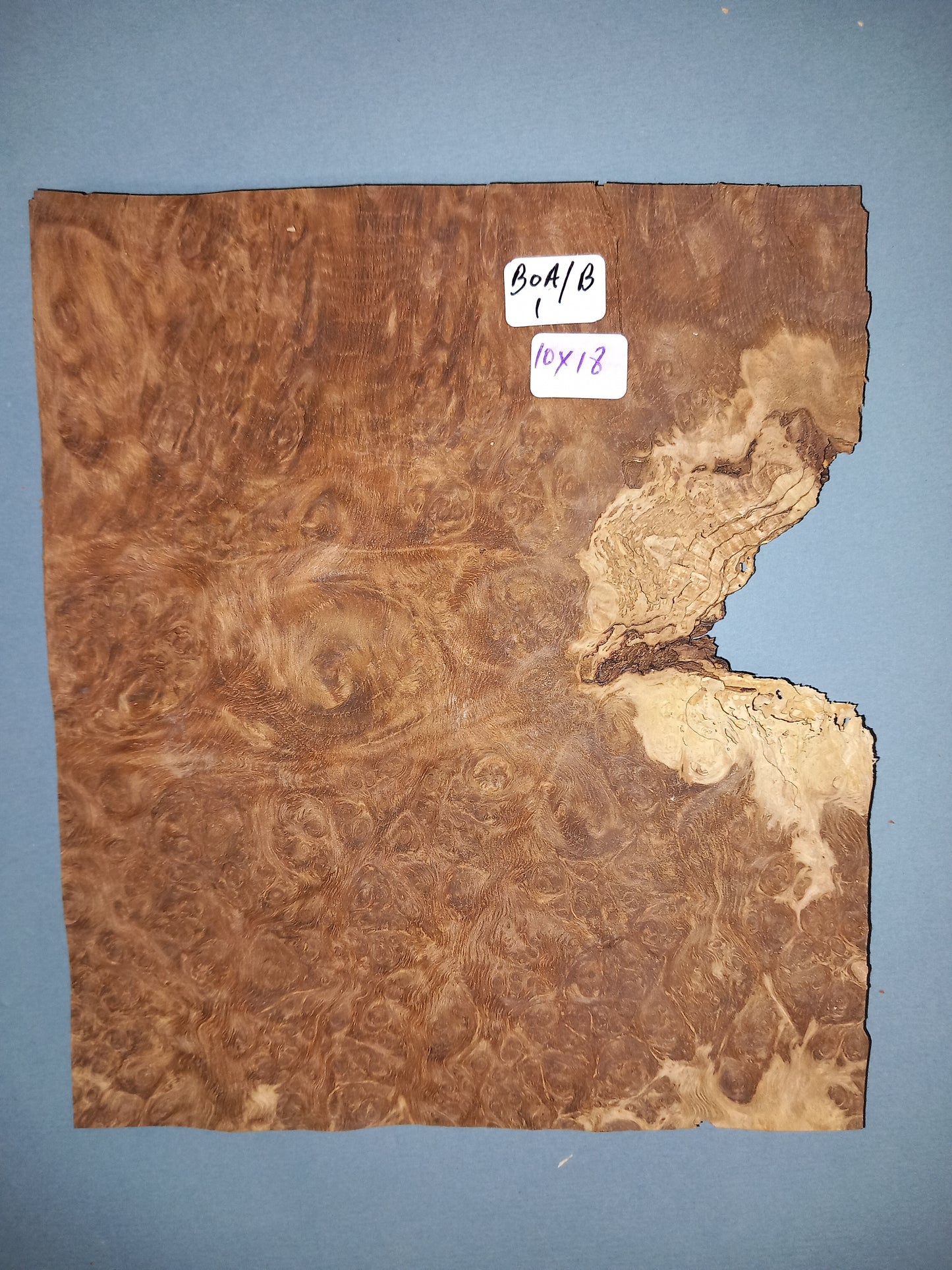 BROWN OAK BURR - 1 CONSECUTIVE SHEET 10x18cm