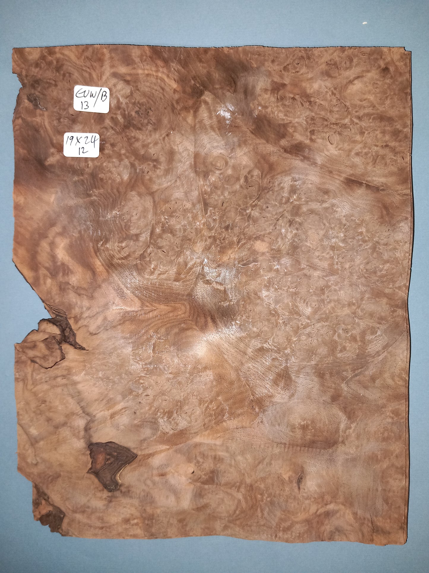 CONSECUTIVE SHEETS OF EUROPEAN WALNUT BURR VENEER 19 X 24 CM