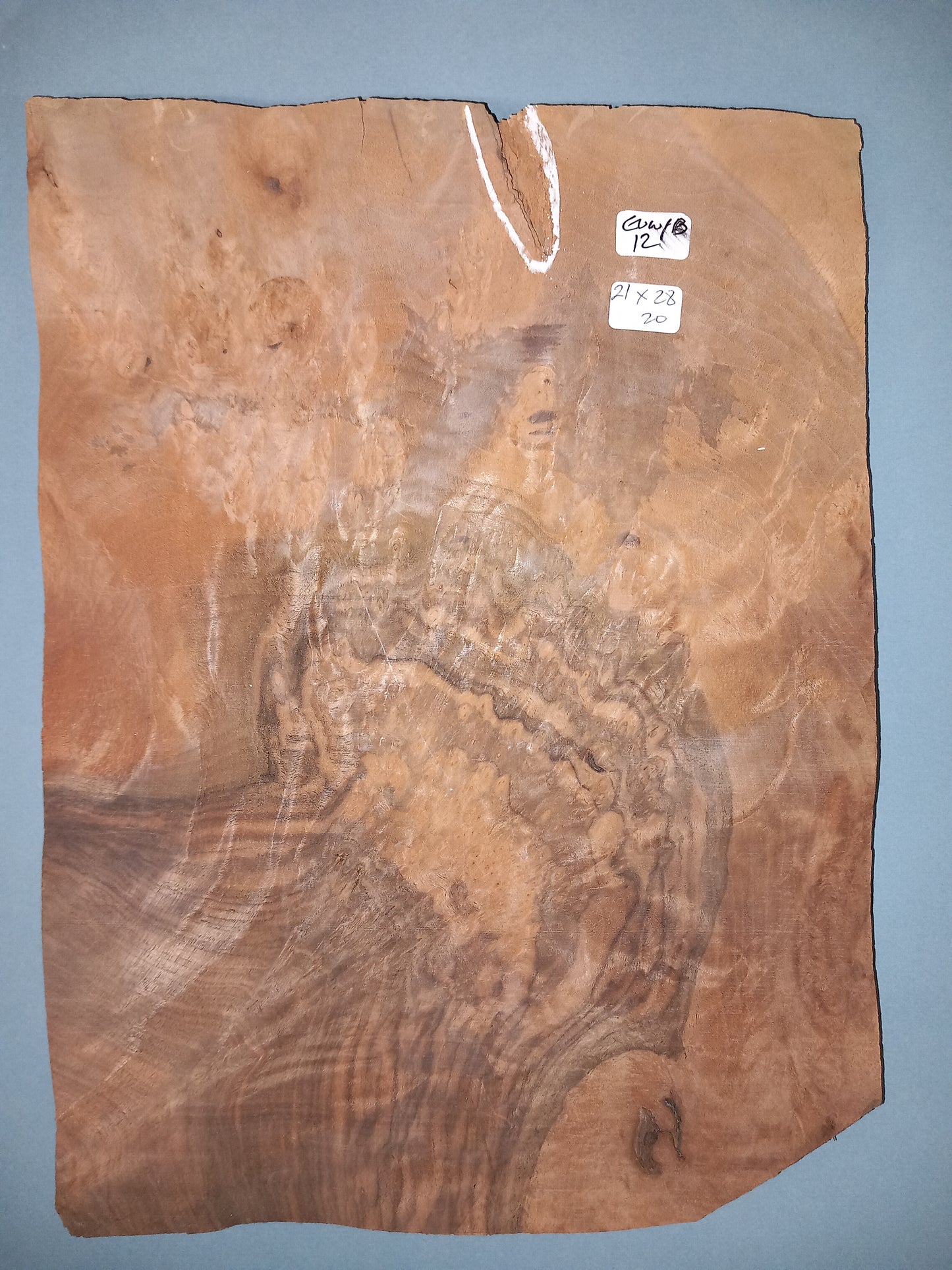 CONSECUTIVE SHEETS OF EUROPEAN WALNUT BURR VENEER 21 X 28 CM