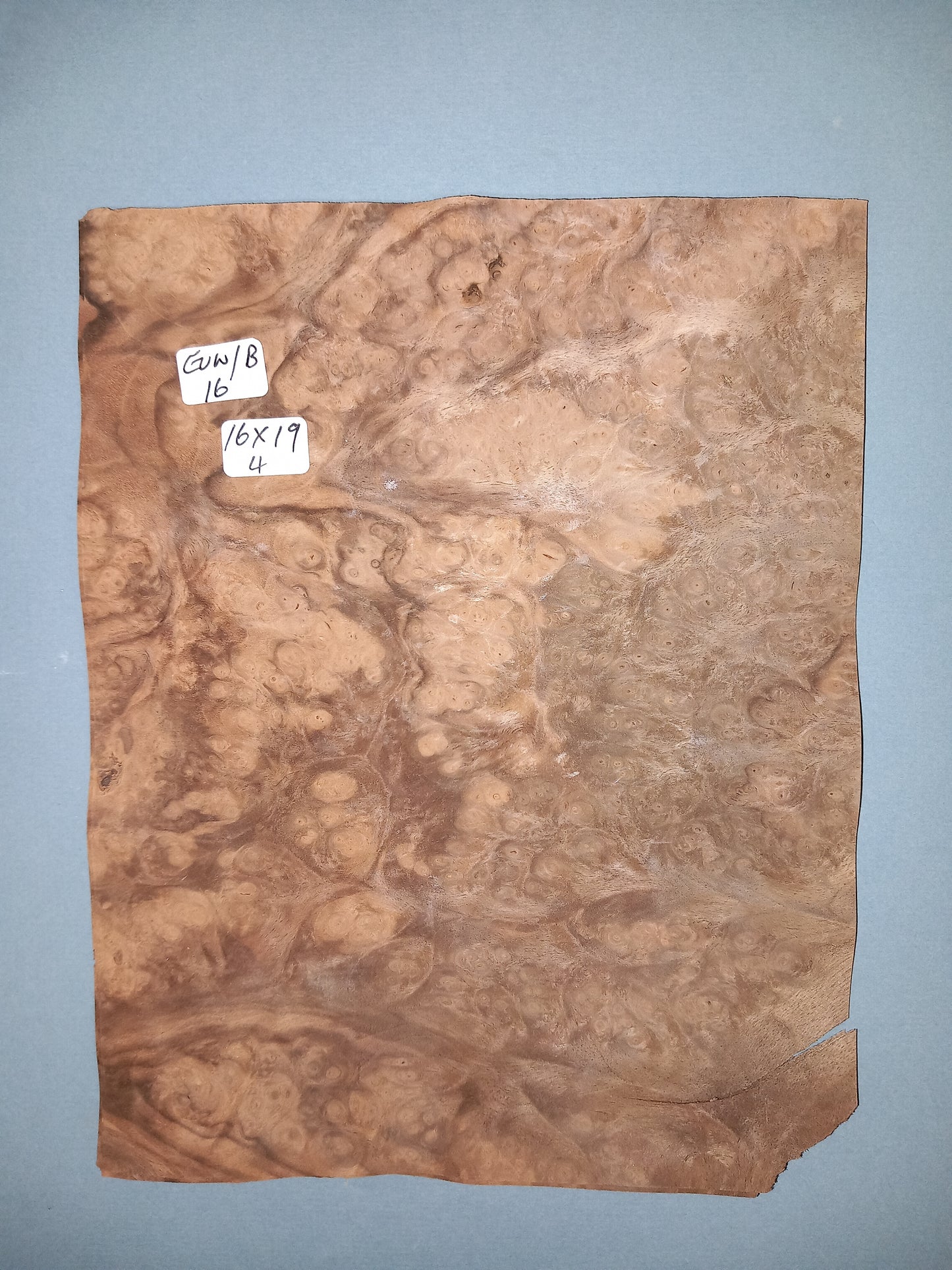 CONSECUTIVE SHEETS OF EUROPEAN WALNUT BURR VENEER 16 X 19 CM