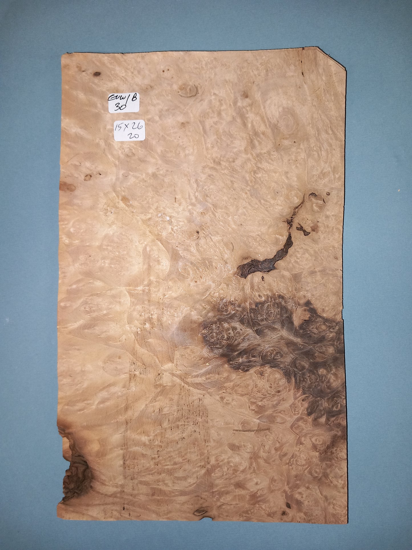 CONSECUTIVE SHEETS OF EUROPEAN WALNUT BURR VENEER 15 X 26 CM