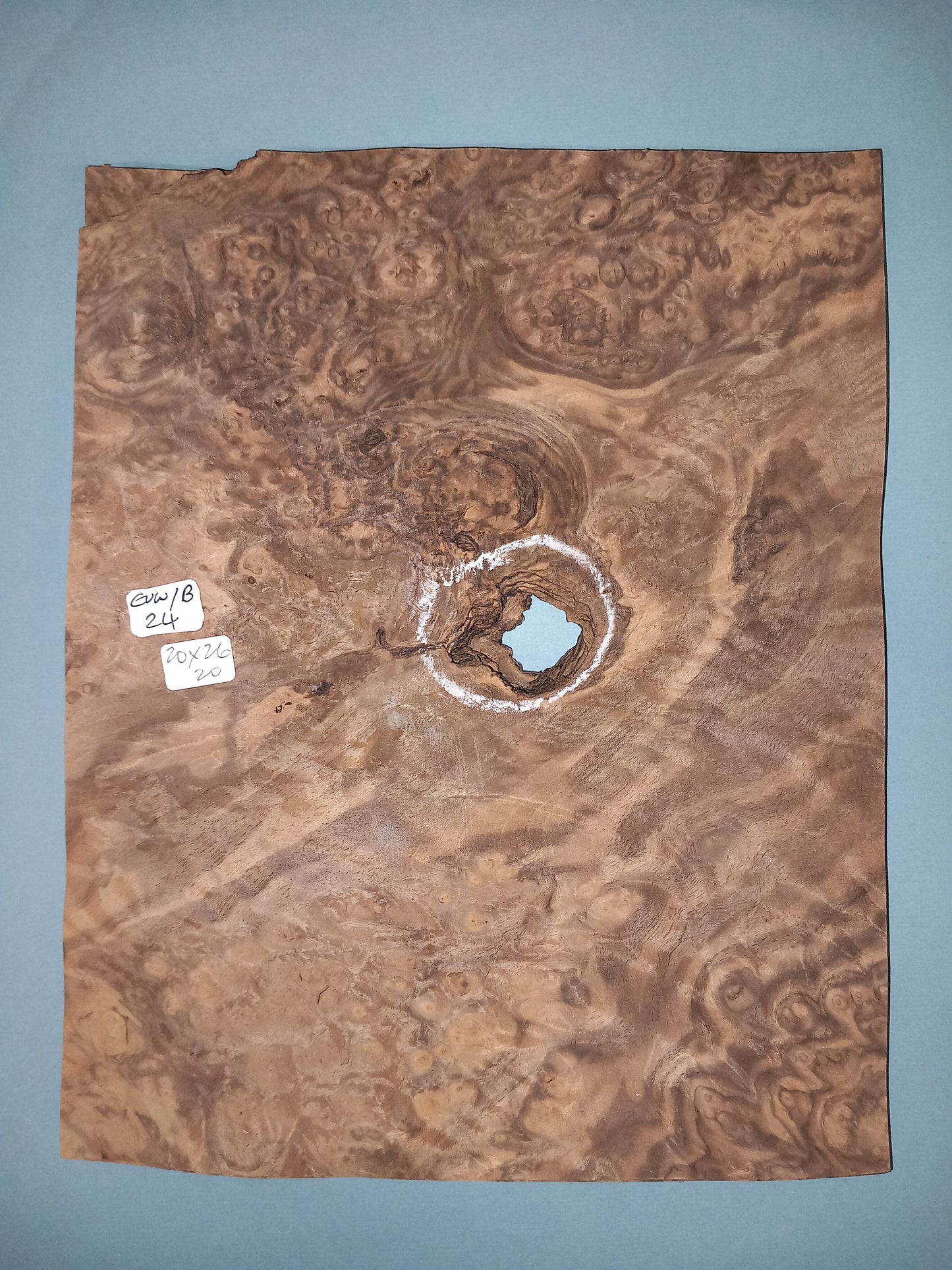 CONSECUTIVE SHEETS OF EUROPEAN WALNUT BURR VENEER 20 X 26 CM