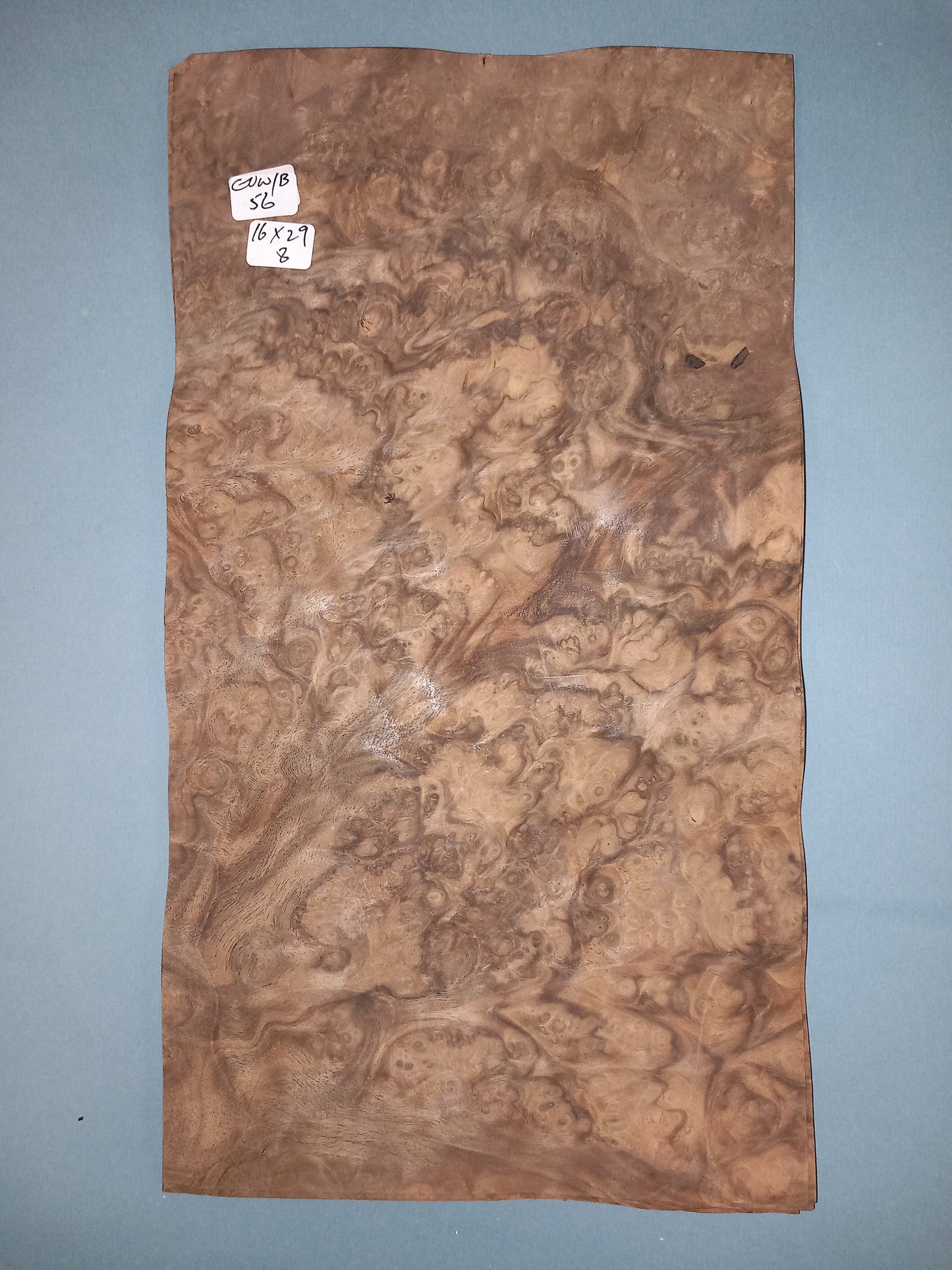 CONSECUTIVE SHEETS OF EUROPEAN WALNUT BURR VENEER 16 X 29 CM