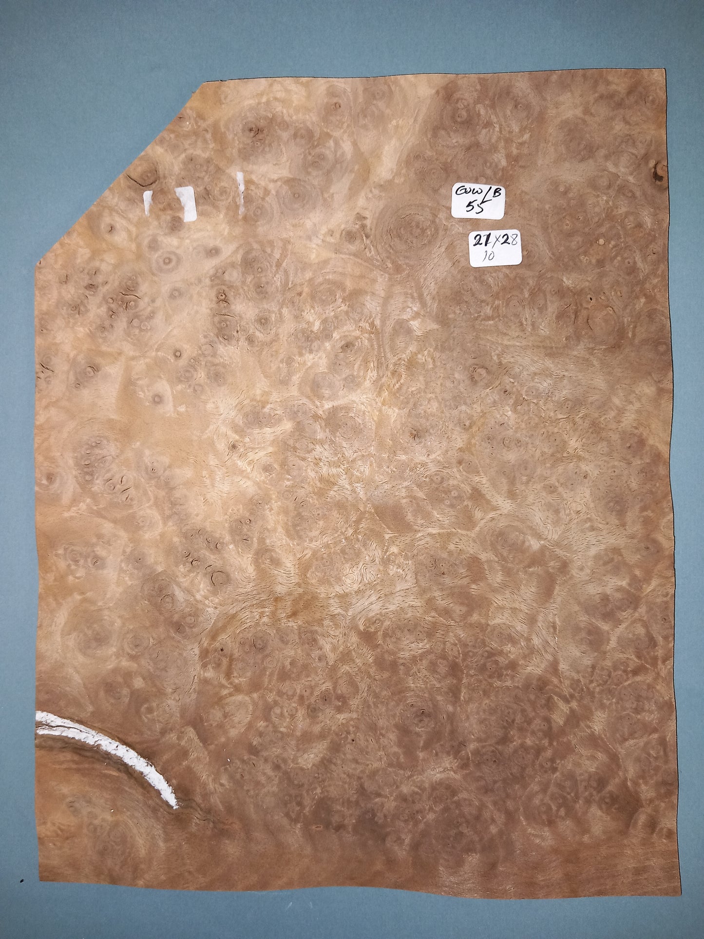 CONSECUTIVE SHEETS OF EUROPEAN WALNUT BURR VENEER 21 X 28 CM