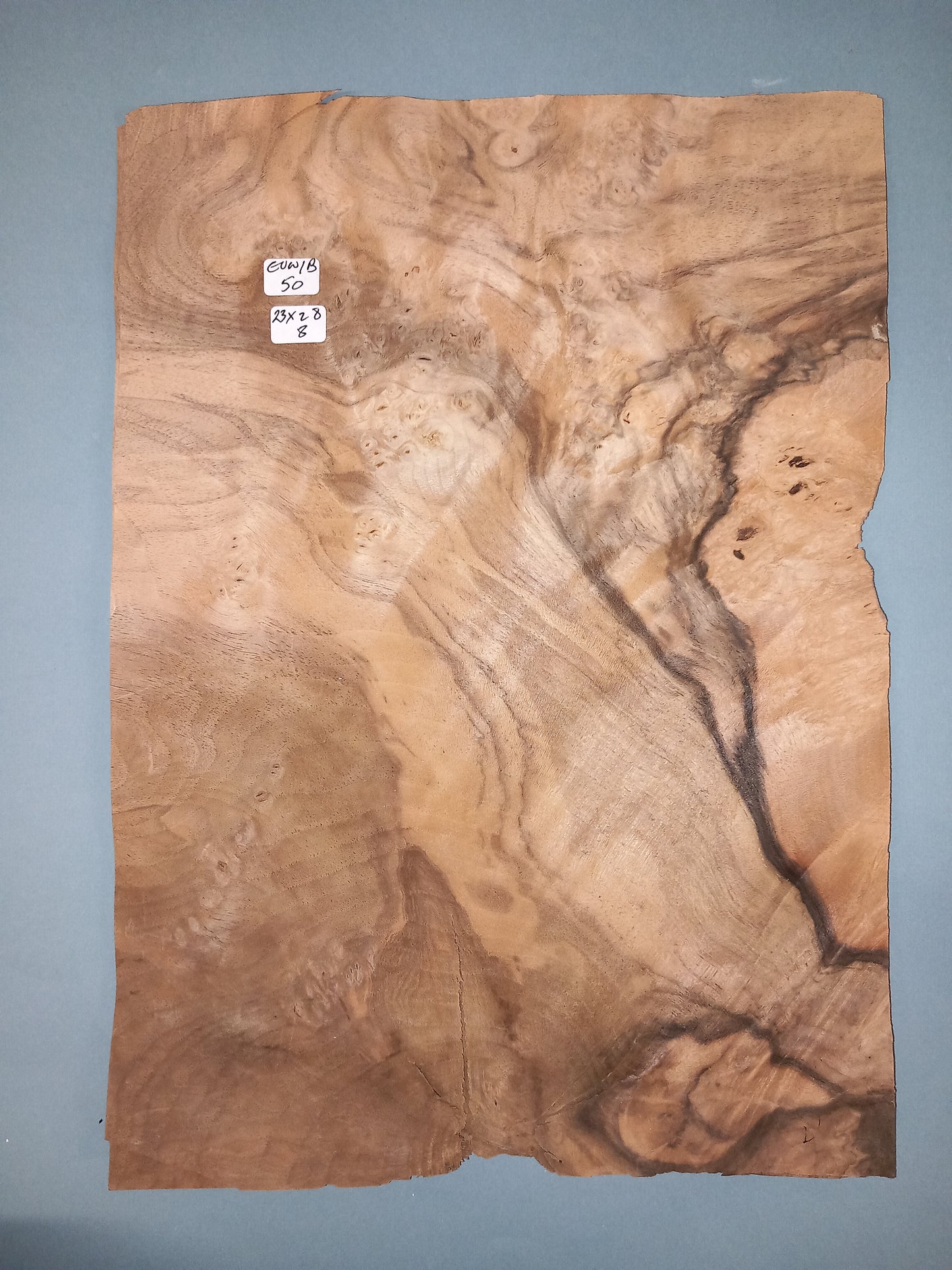 CONSECUTIVE SHEETS OF EUROPEAN WALNUT BURR VENEER 23 X 28 CM