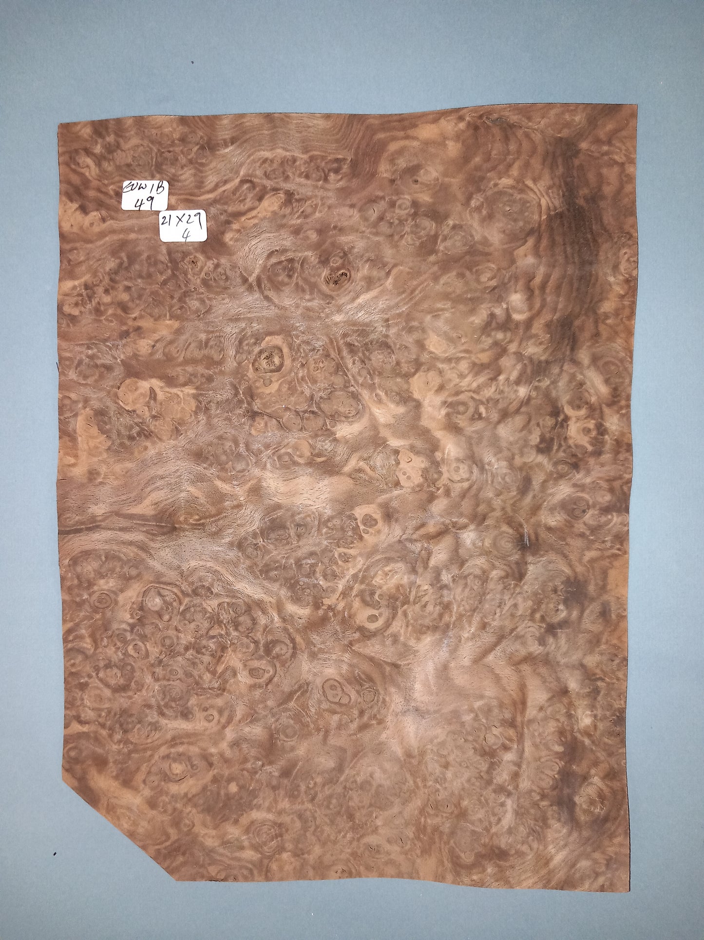 CONSECUTIVE SHEETS OF EUROPEAN WALNUT BURR VENEER 21 X 29 CM