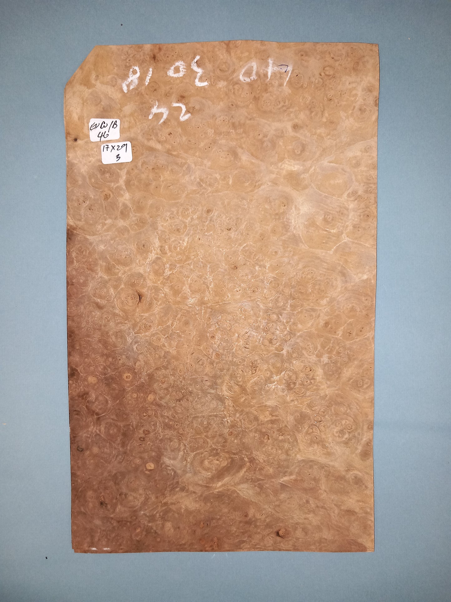 CONSECUTIVE SHEETS OF EUROPEAN WALNUT BURR VENEER 17 X 29 CM