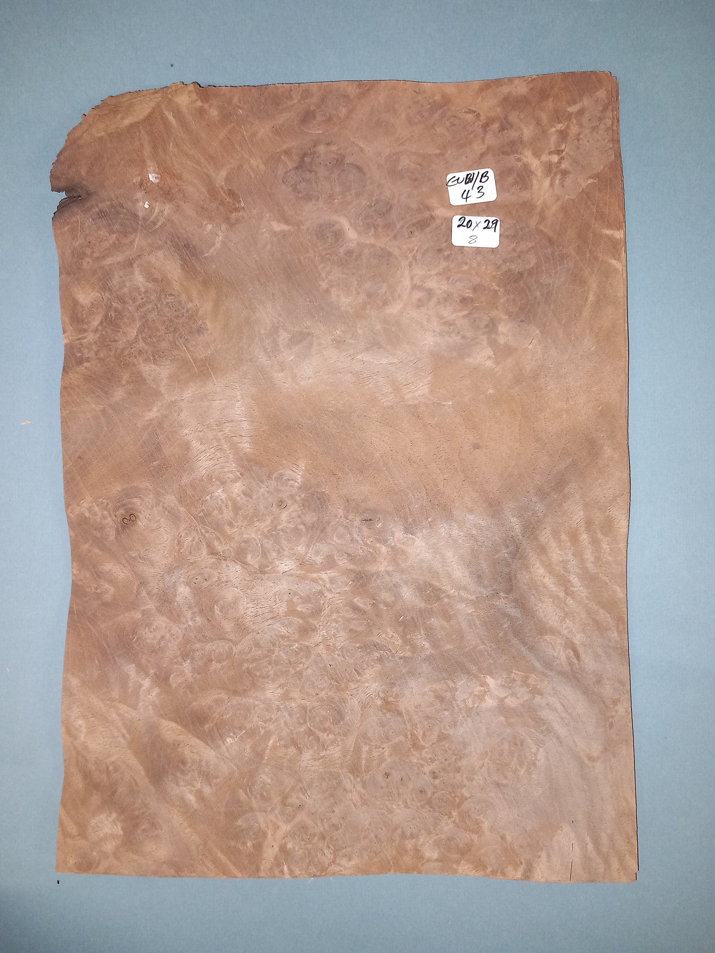 CONSECUTIVE SHEETS OF EUROPEAN WALNUT BURR VENEER 20 X 29 CM