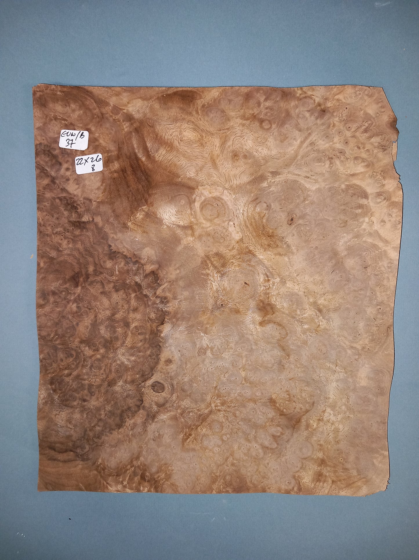 CONSECUTIVE SHEETS OF EUROPEAN WALNUT BURR VENEER 22 X 26 CM