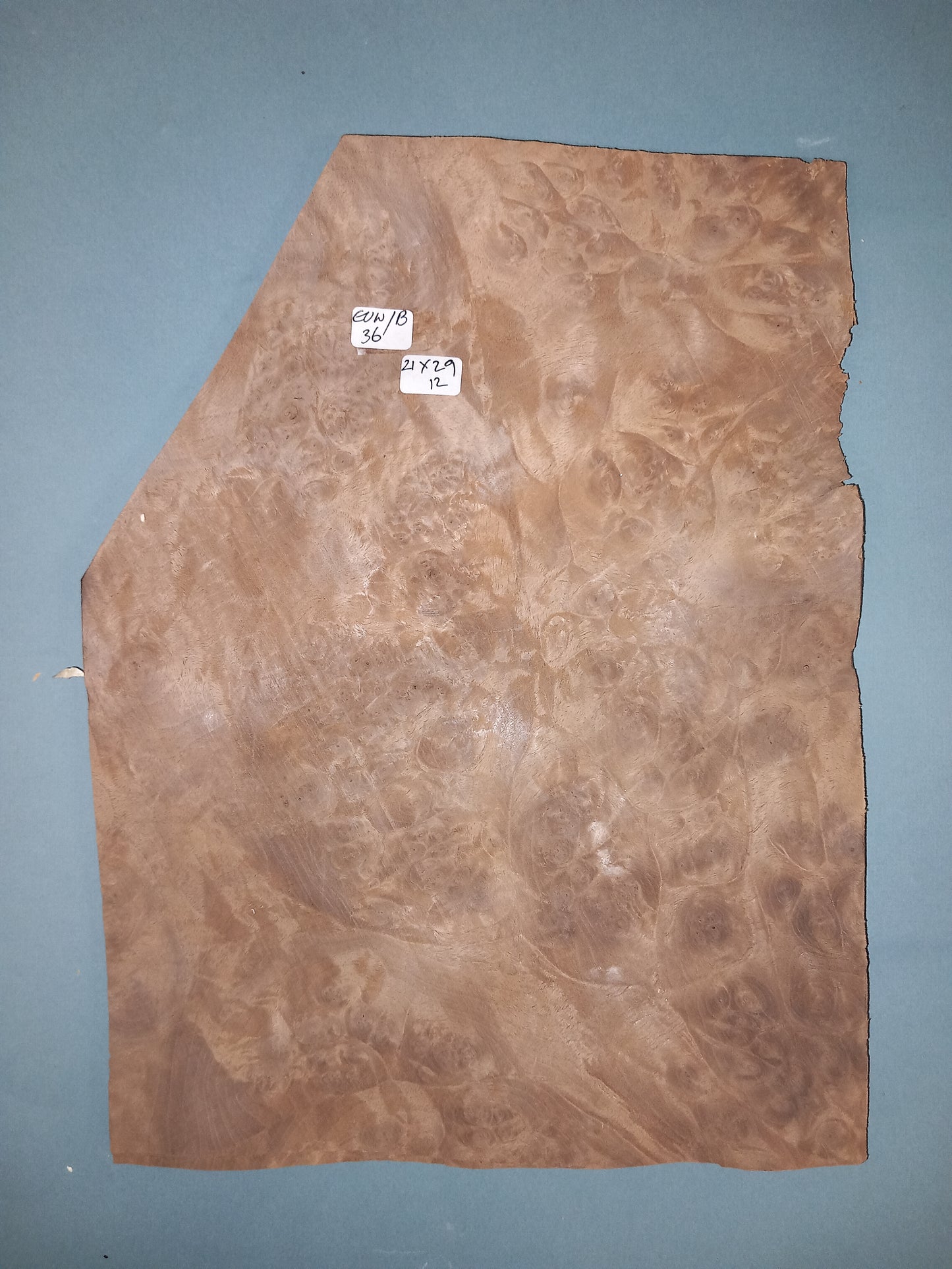 CONSECUTIVE SHEETS OF EUROPEAN WALNUT BURR VENEER 21 X 29 CM