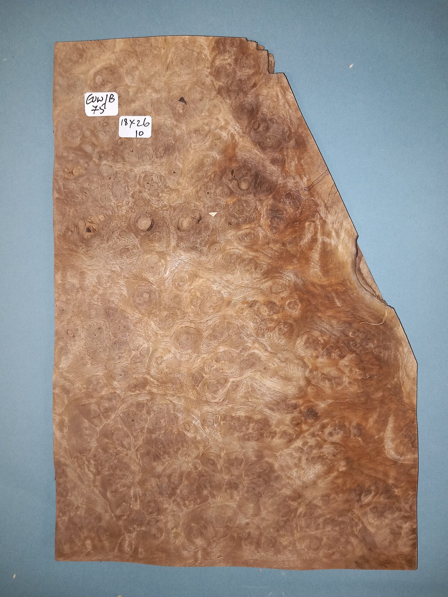 CONSECUTIVE SHEETS OF EUROPEAN WALNUT BURR VENEER 18 X 26 CM