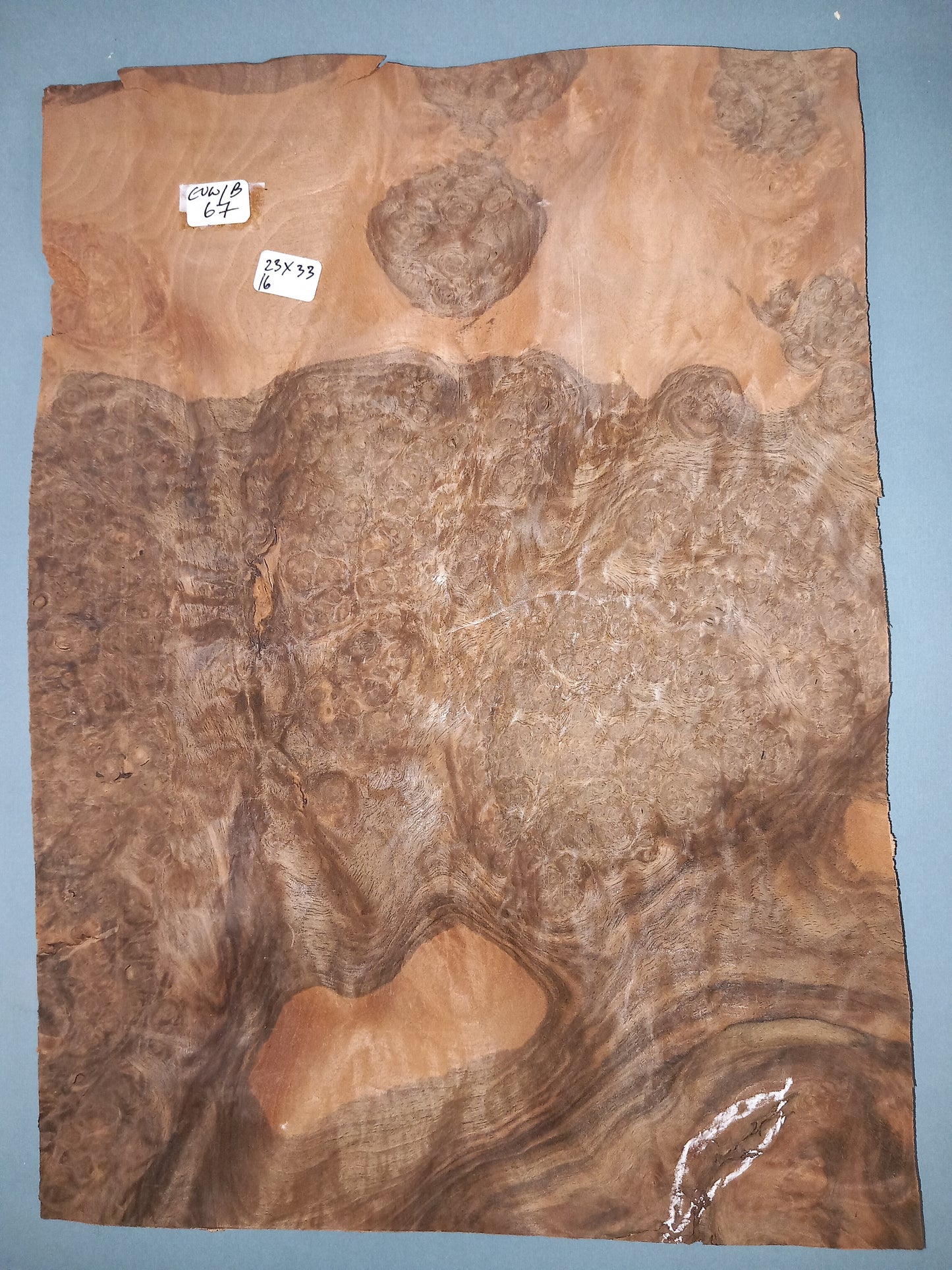 CONSECUTIVE SHEETS OF EUROPEAN WALNUT BURR VENEER 23 X 33 CM