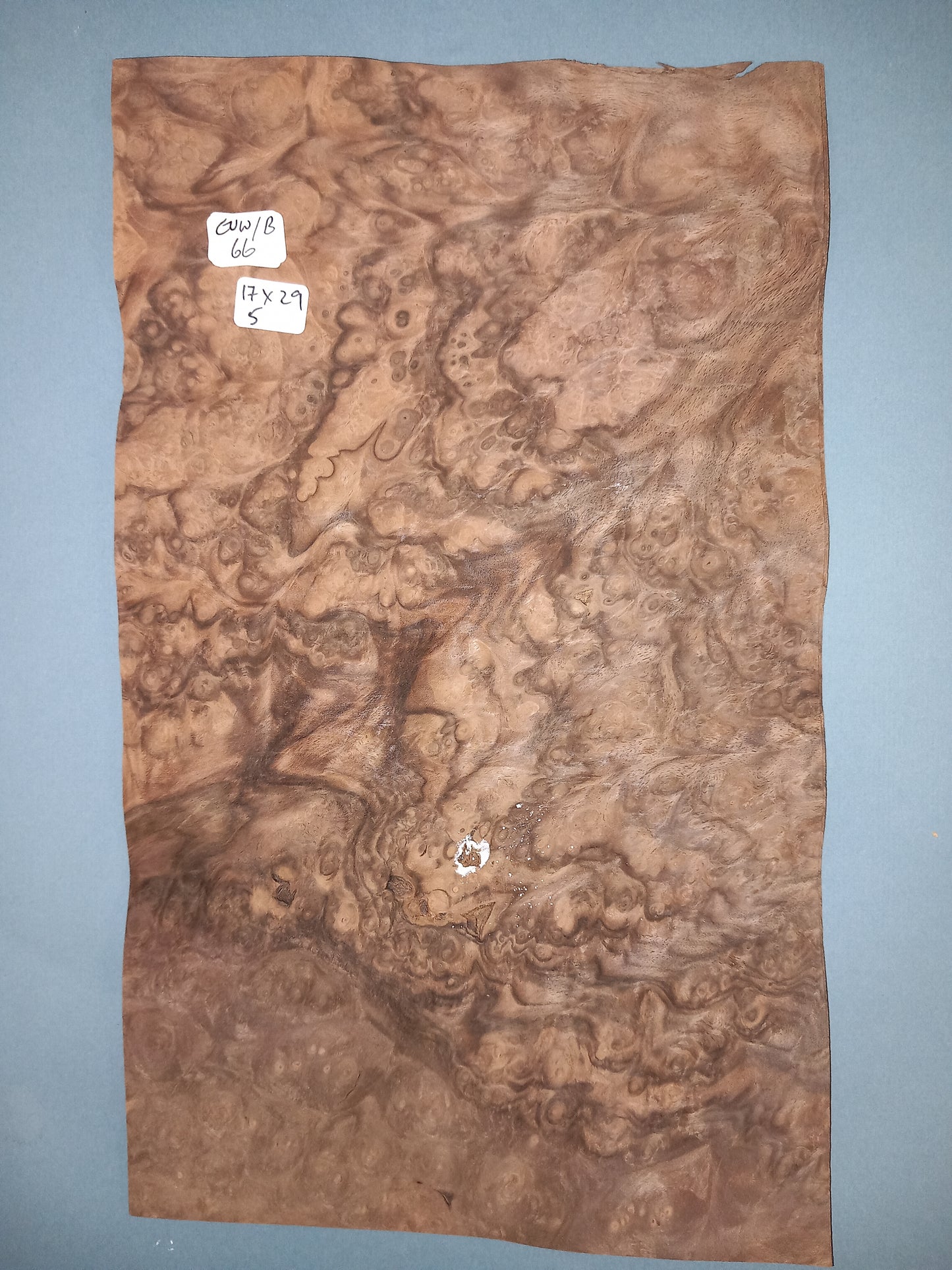 CONSECUTIVE SHEETS OF EUROPEAN WALNUT BURR VENEER 17 X 29 CM
