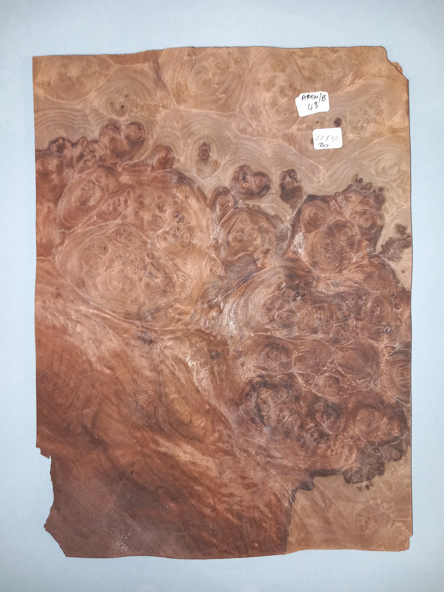 CONSECUTIVE SHEETS OF AMERICAN WALNUT BURR VENEER 22 X 30 CM