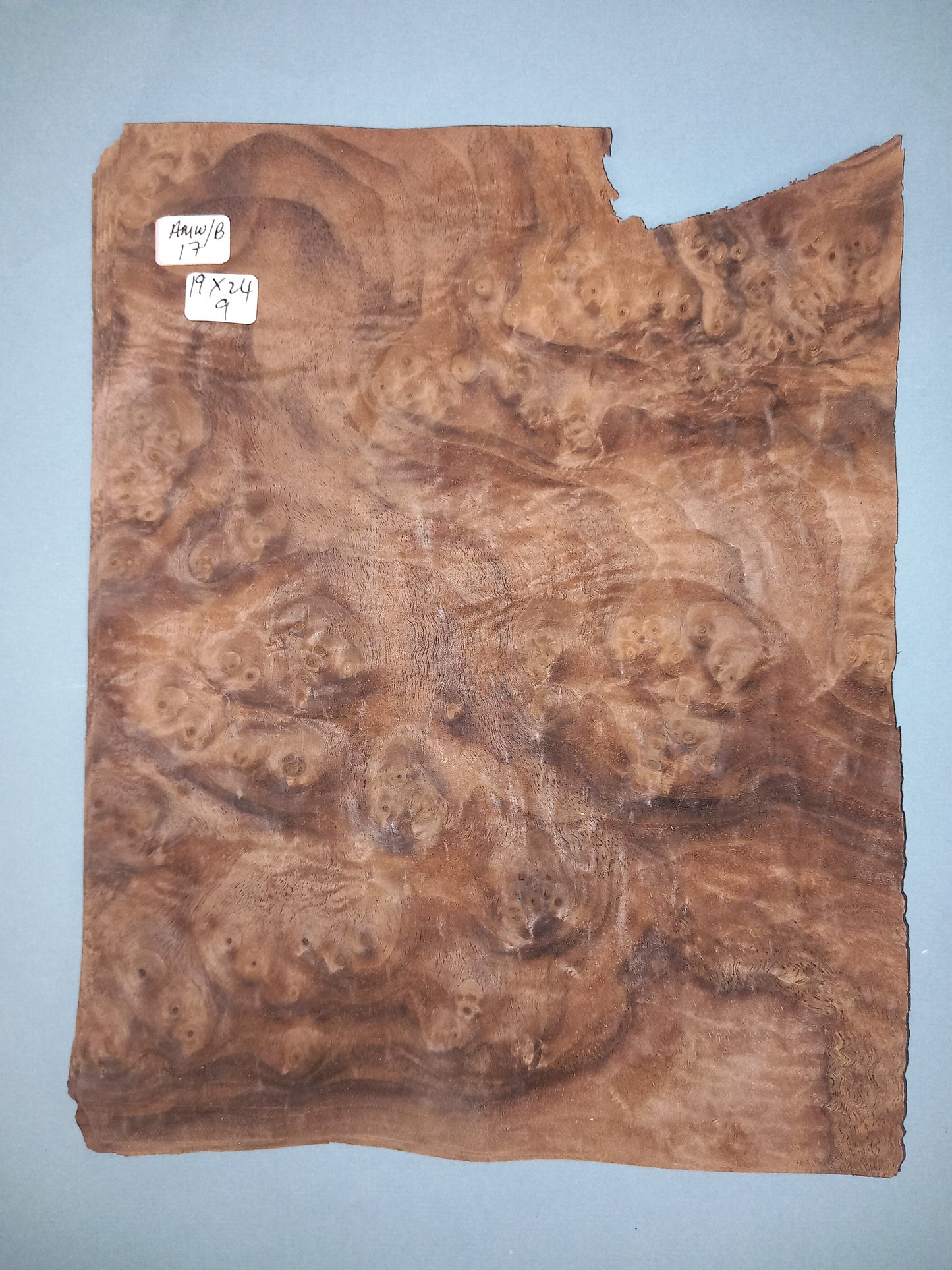 CONSECUTIVE SHEETS OF AMERICAN WALNUT BURR VENEER 19 X 24 CM