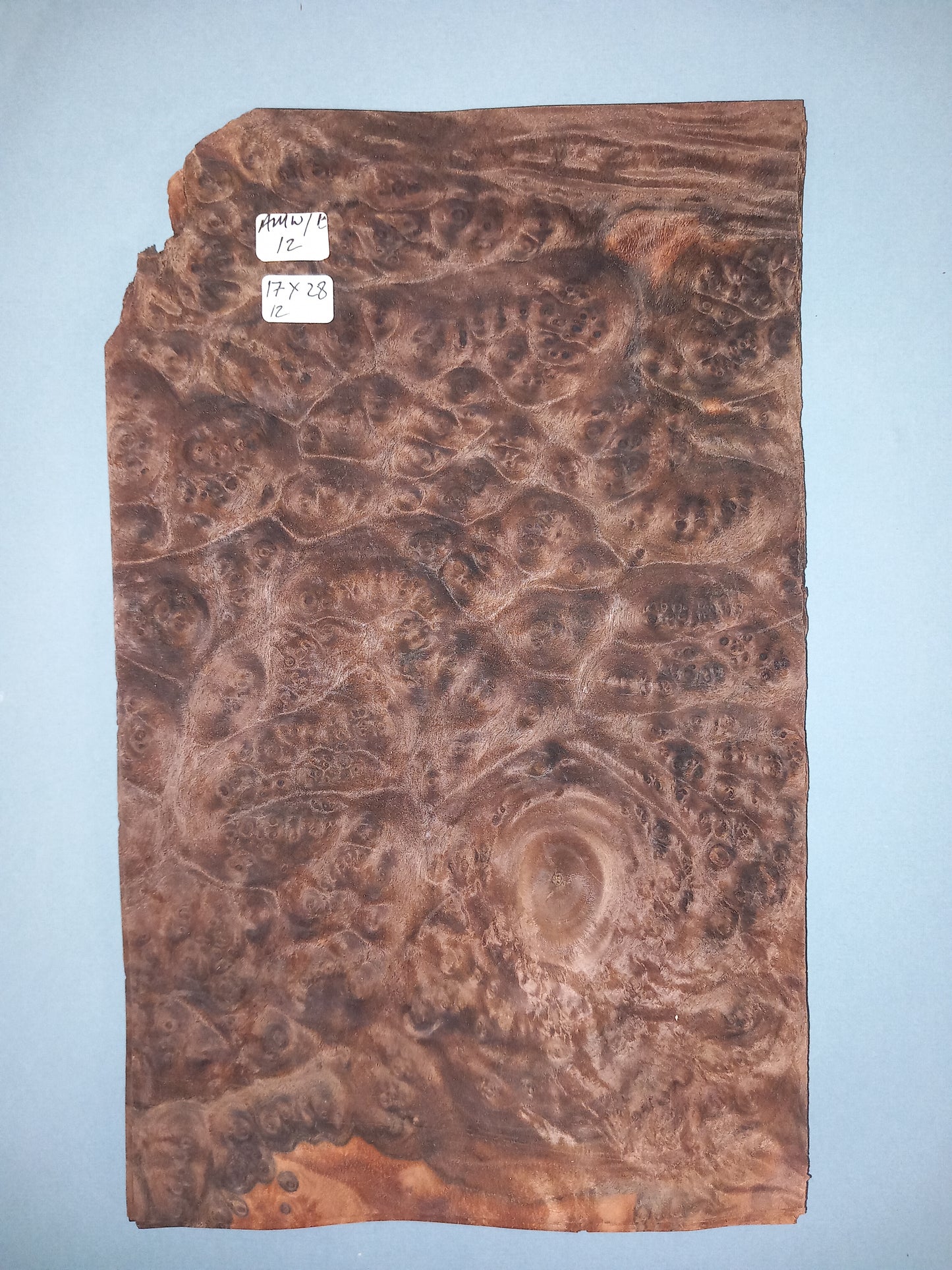 CONSECUTIVE SHEETS OF AMERICAN WALNUT BURR VENEER 17 X 28 CM