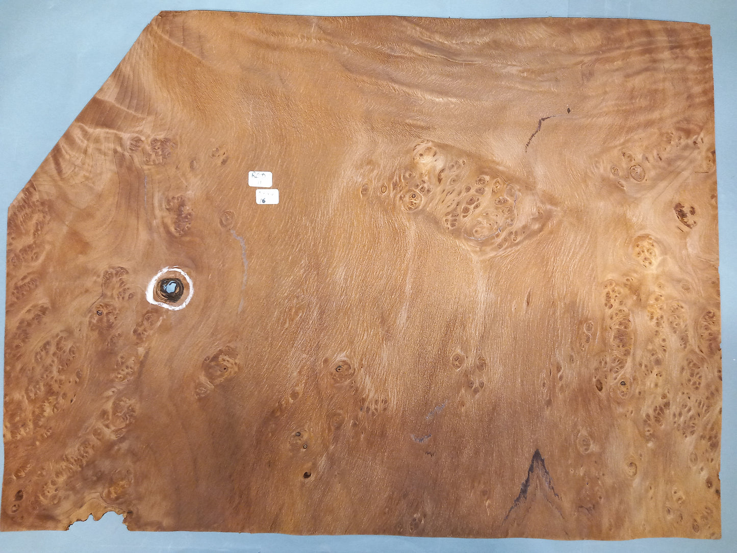 AMERICAN REDWOOD BURR - 1 CONSECUTIVE SHEET