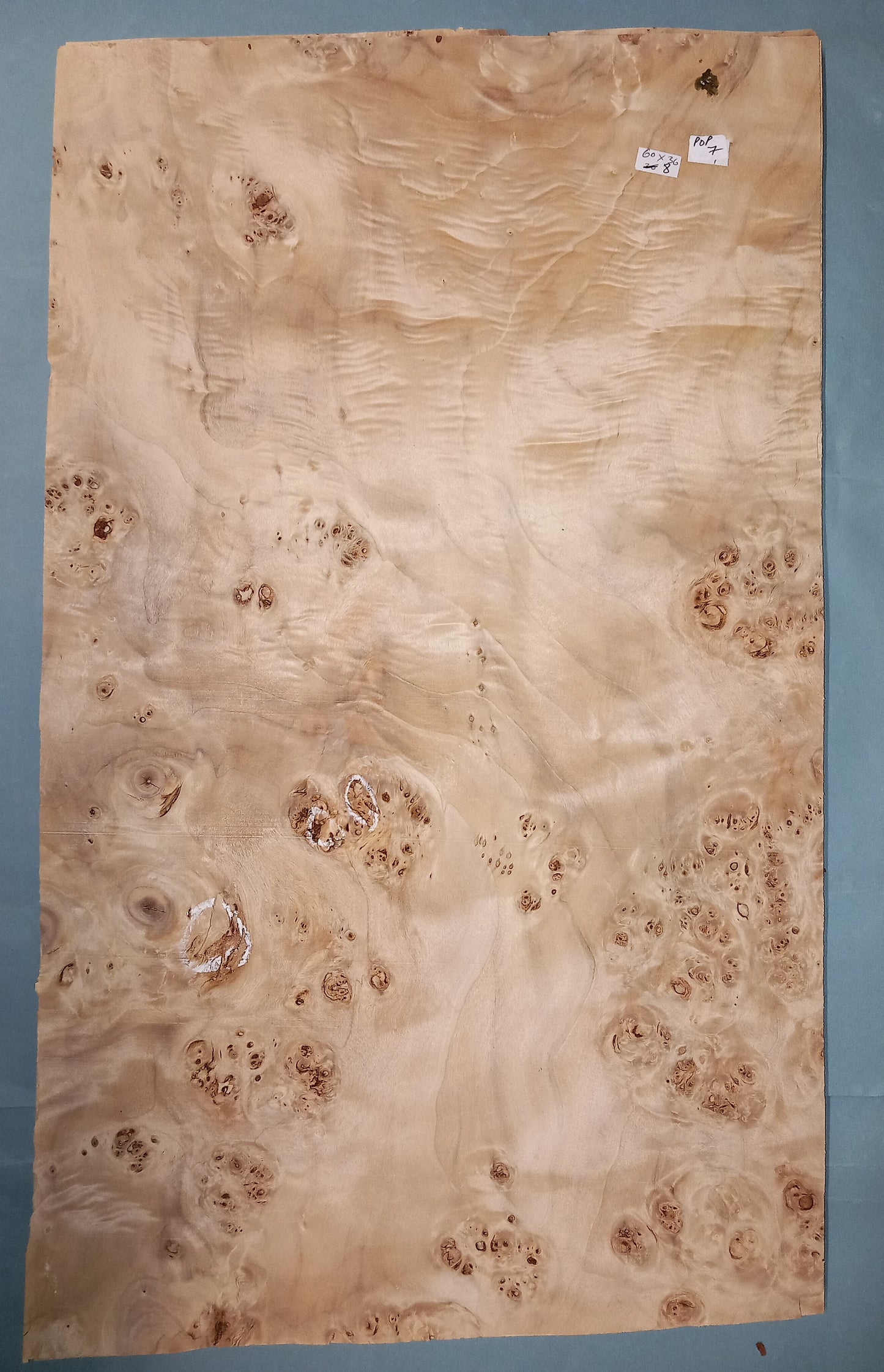 POPLAR BURR - 1 CONSECUTIVE SHEET 36x60cm