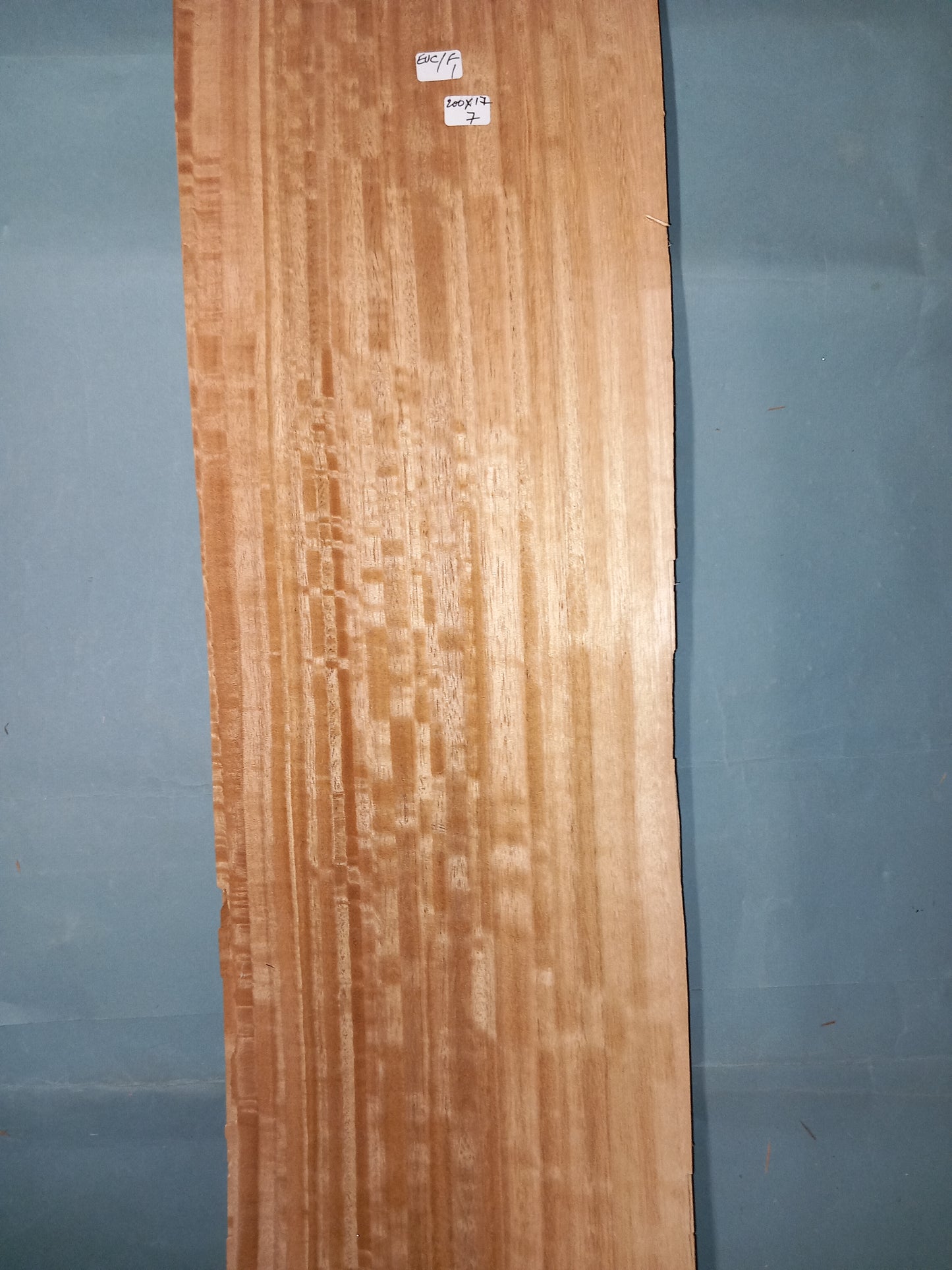 EUCALYPTUS FIGURED - 1 LARGE CONSECUTIVE SHEET 17x200cm