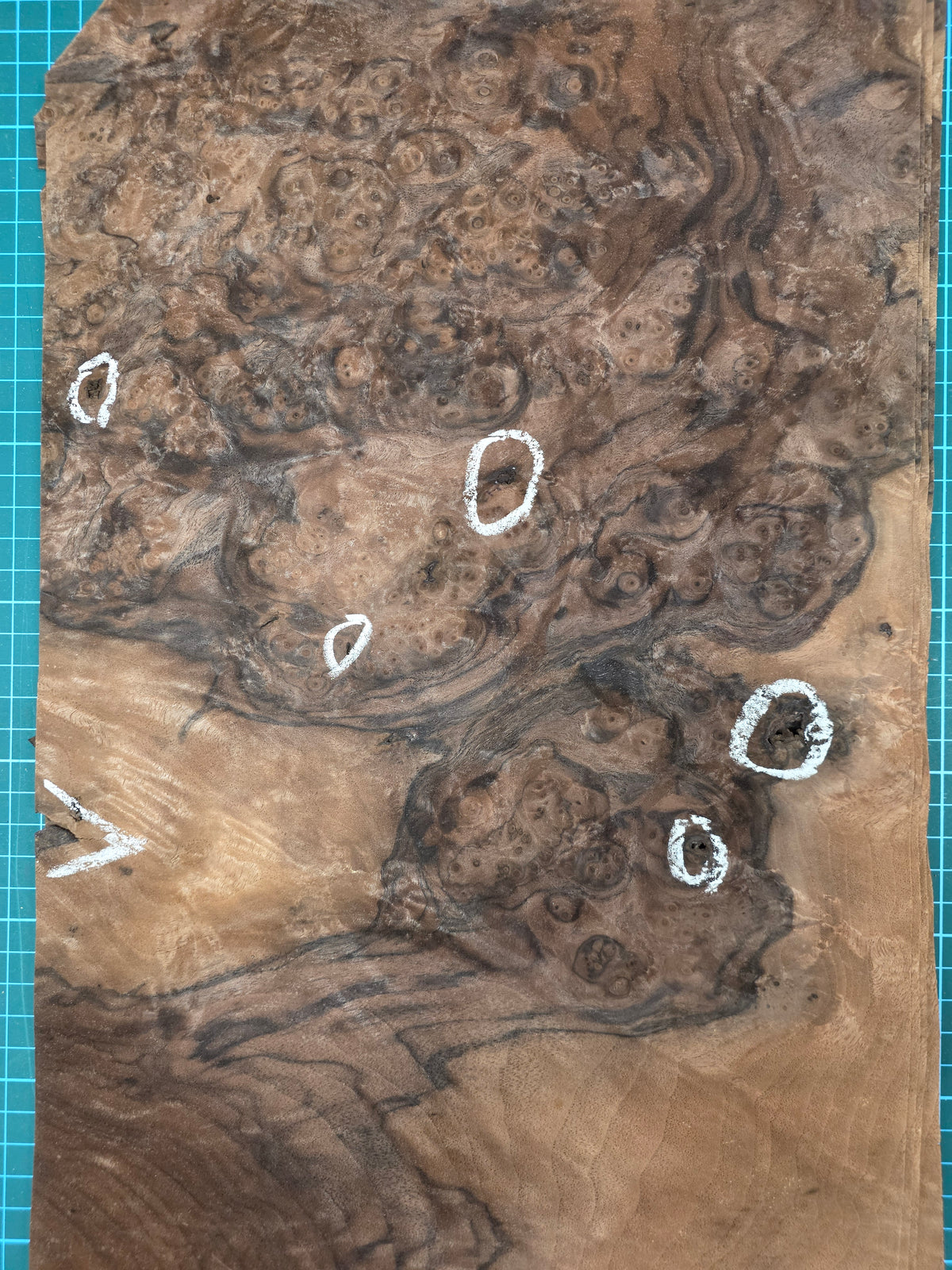 WALNUT AMERICAN BURR - 1 CONSECUTIVE SHEET 26x46cm