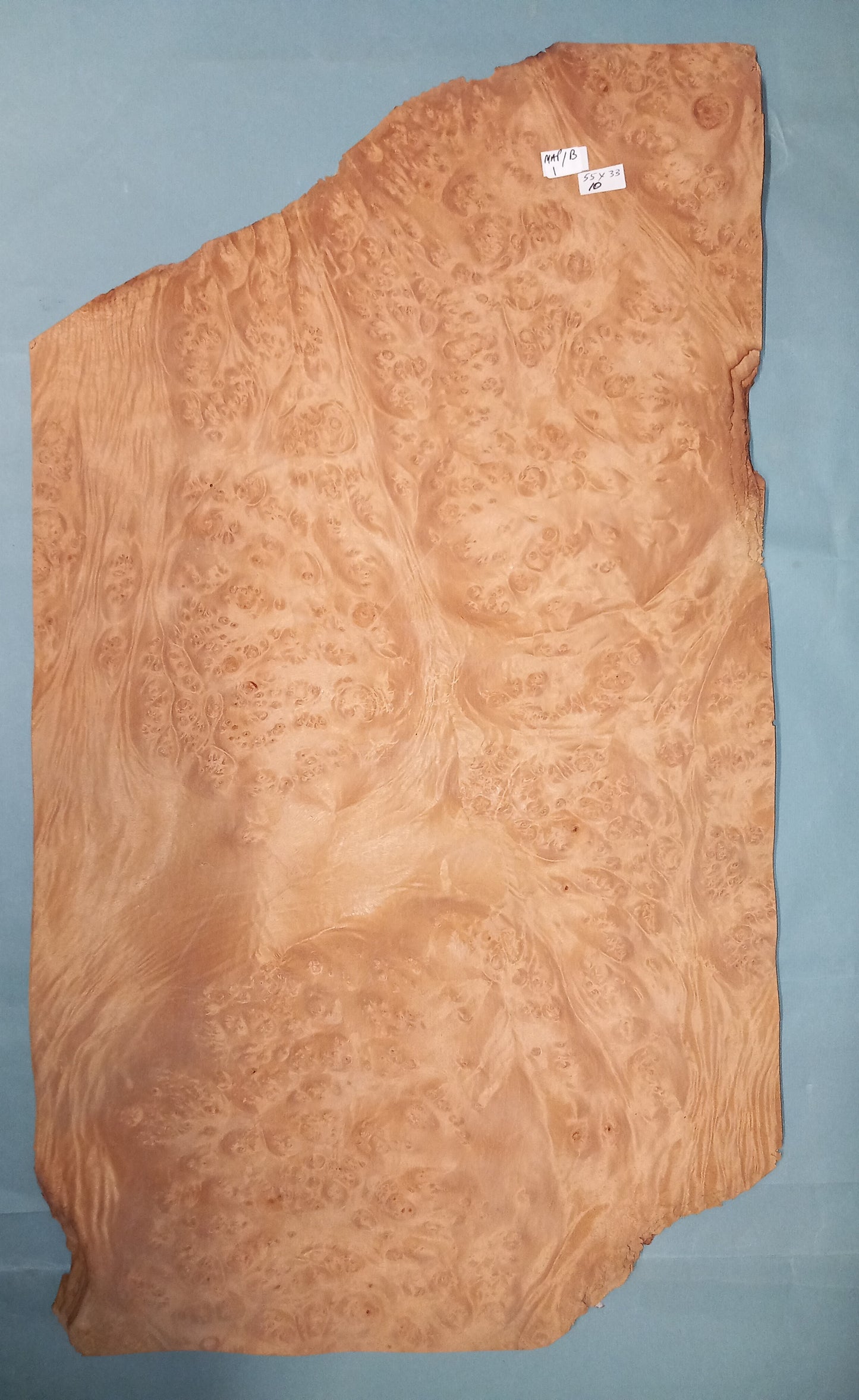 CONSECUTIVE SHEETS OF MAPLE BURR VENEER   55 X 38 CM