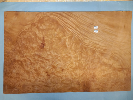 LARGE CONSECUTIVE SHEETS OF MADRONE BURR VENEER    59 X 37 CM